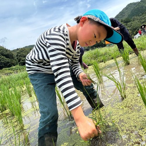 『あおもぐ』～草引きと10円玉磨き～